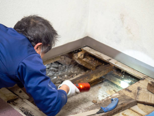 Best Toxic Mold Removal  in Cannon Falls, MN