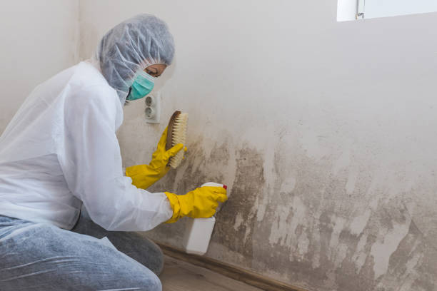 Attic Mold Removal in Cannon Falls, MN