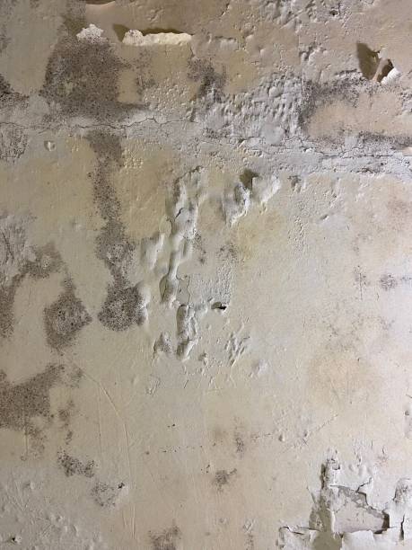 Best Commercial Mold Removal  in Cannon Falls, MN