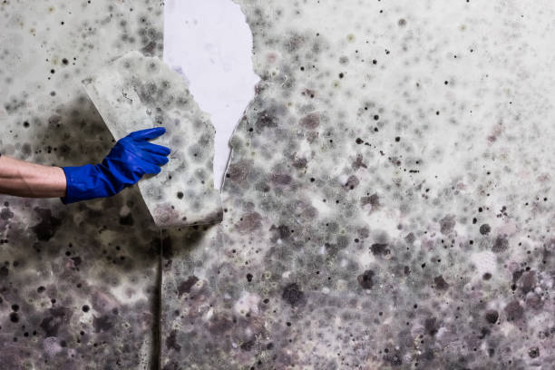 Best Mold Damage Repair  in Cannon Falls, MN