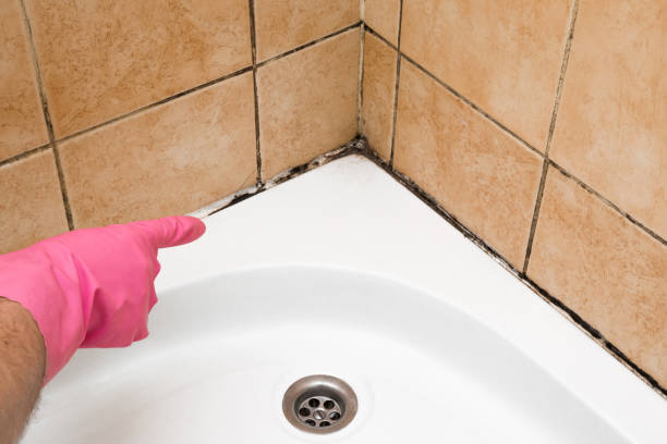 Crawl Space Mold Removal in Cannon Falls, MN