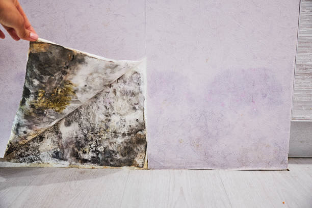 Best Residential Mold Removal  in Cannon Falls, MN